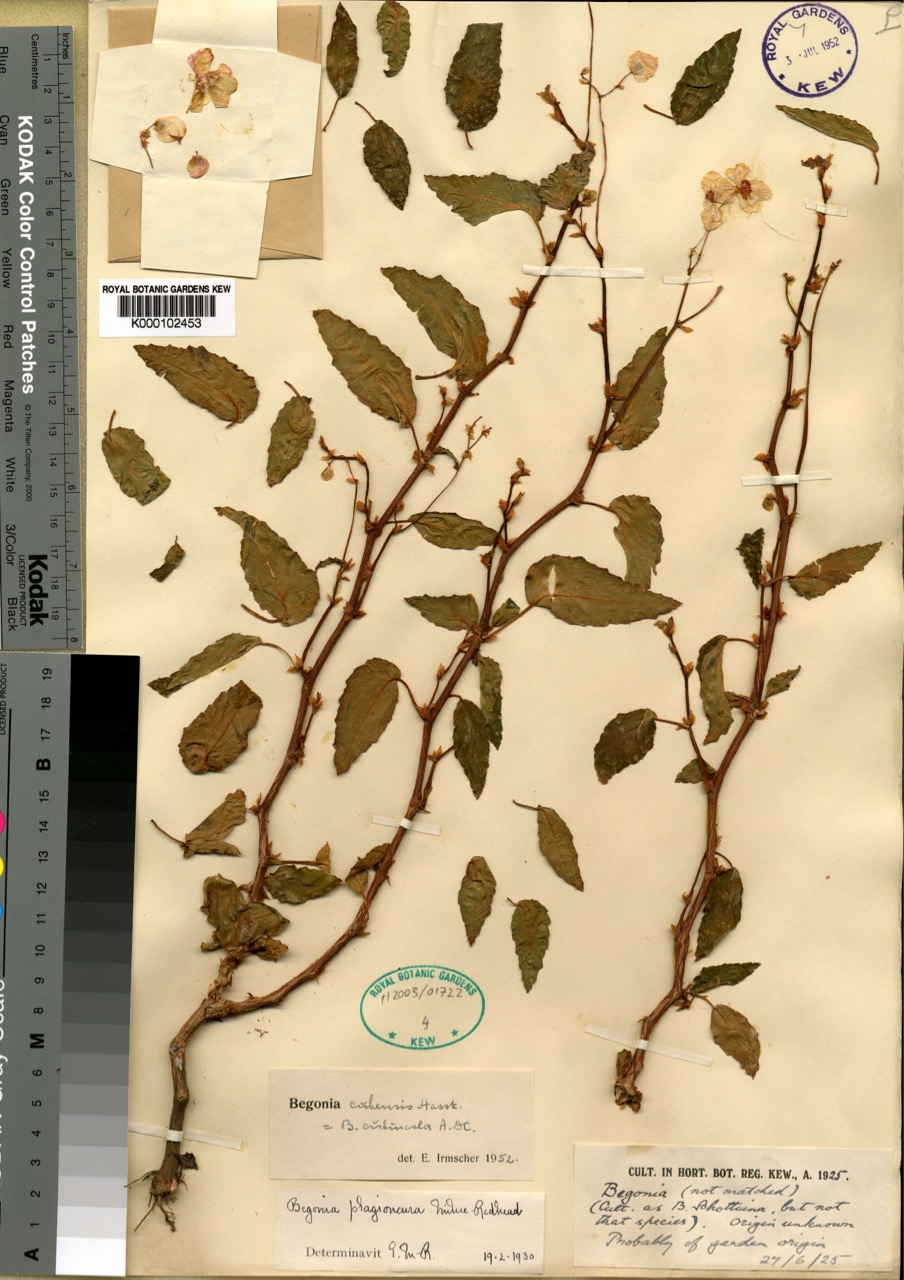 B. cubincola